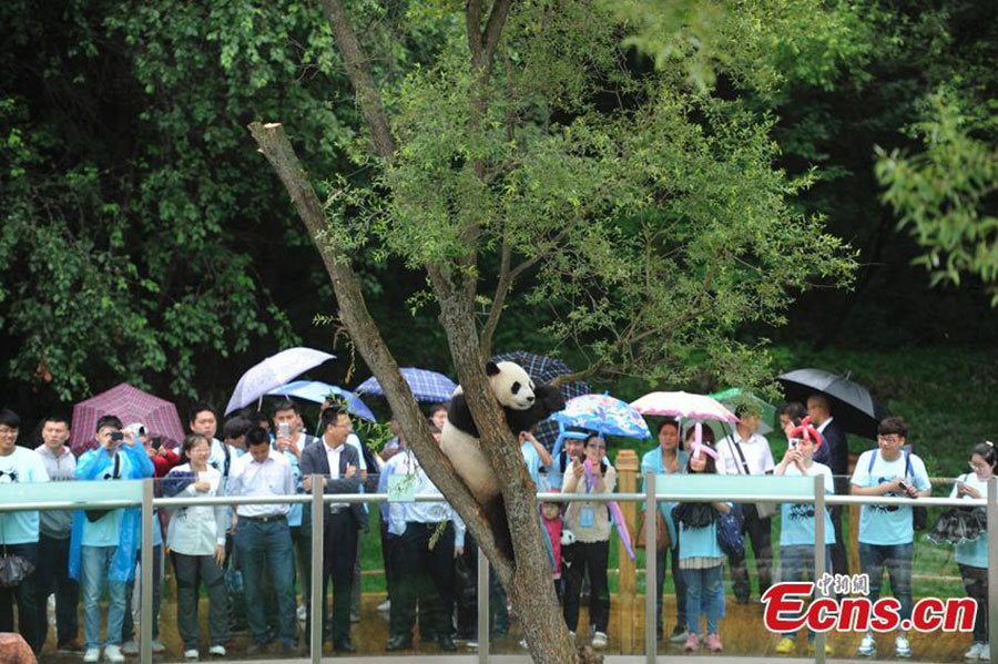 Pandas meet the public for the first time in NE China