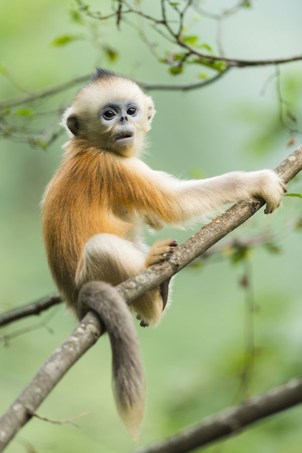 An ecological photographer's works on golden snub-nosed monkeys