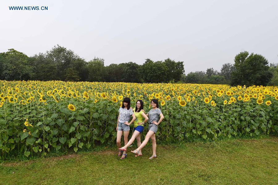 Blooming sunflowers in Beijing's Olympic Green