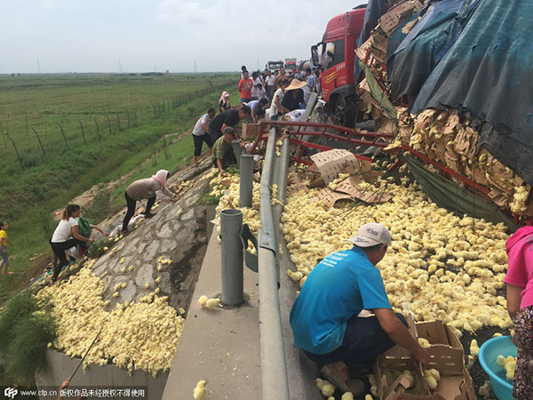 Looters seize chicks spilled on road