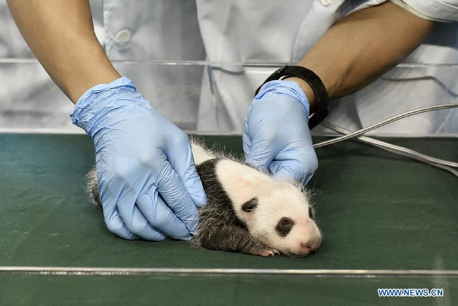 Giant panda cub receives medical care in Guangzhou
