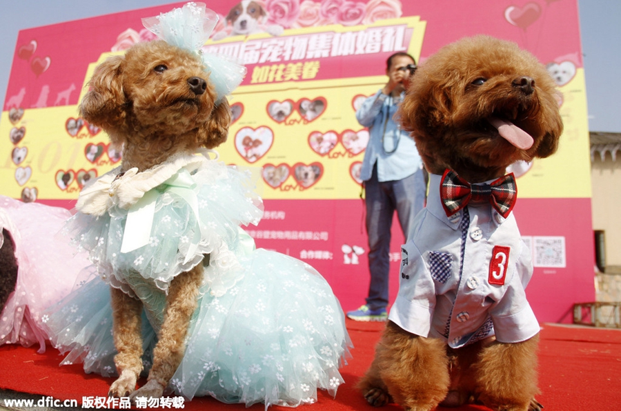 Group wedding ceremony held for dogs