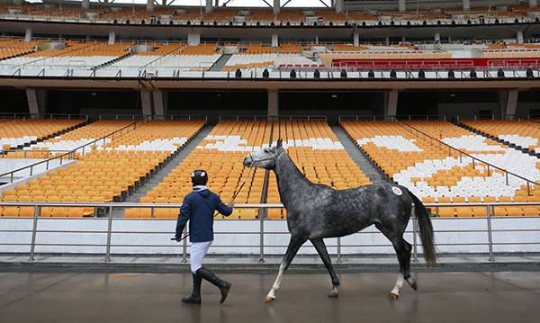 Horses famous for speed and endurance to take part in Guangzhou event