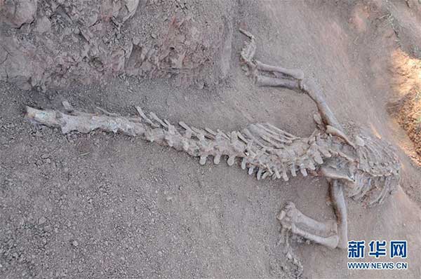180-million-year dinosaur fossils excavated in Yunnan