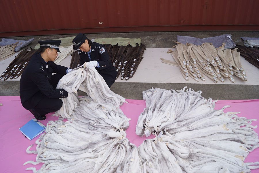 80,000 pieces of marten fur seized by Shanghai customs