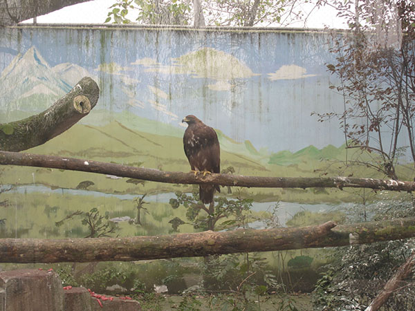 Paintings on den walls appeal to zoo visitors
