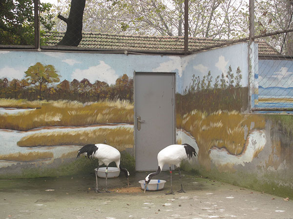 Paintings on habitat walls appeal to zoo visitors