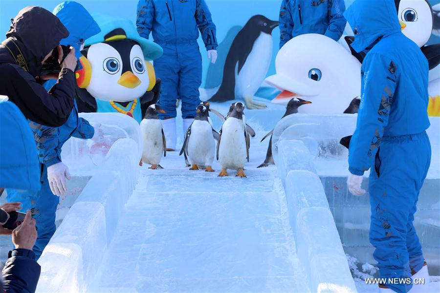 Penguins play at 'mini-polarland' in NE China