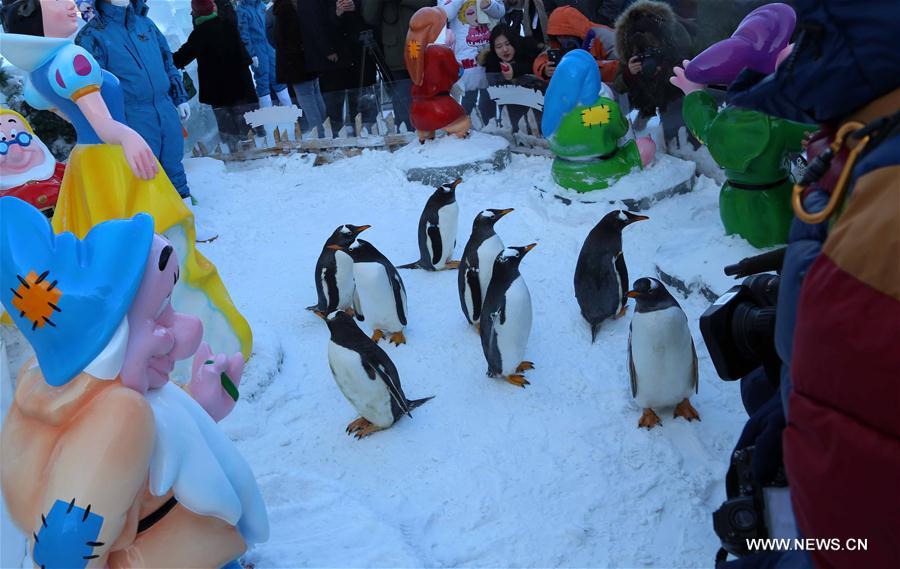 Penguins play at 'mini-polarland' in NE China