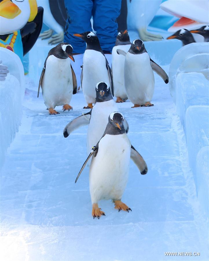 Penguins play at 'mini-polarland' in NE China