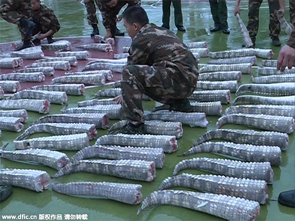 Police seizes 158 crocodiles at China-Vietnam border