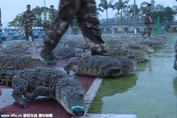 Police seizes 158 crocodiles at China-Vietnam border