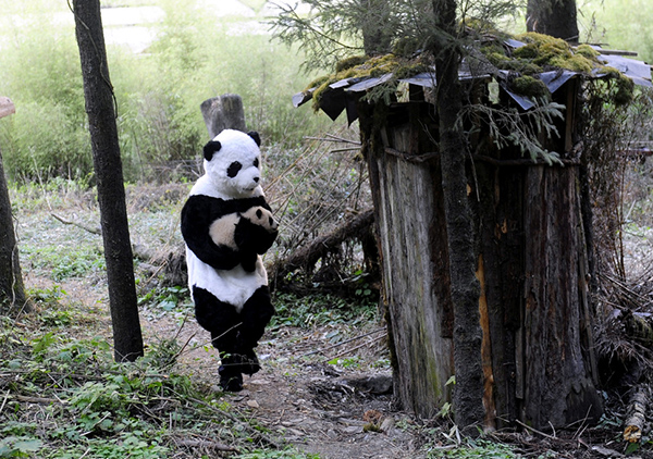 The odd but interesting life of a panda breeder