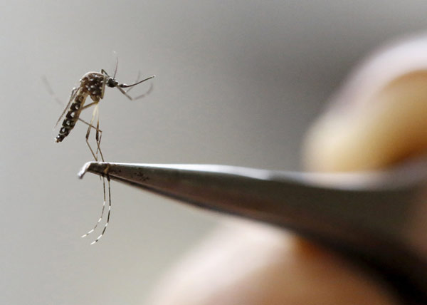 Zika curbs to include mosquito mass extermination