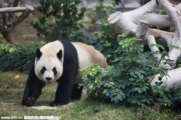 Pandas' first Spring Festival in Macao's park