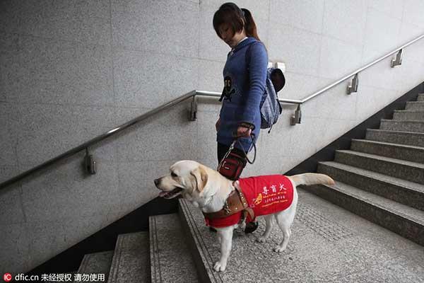 Guide dogs lead the way for the visually impaired