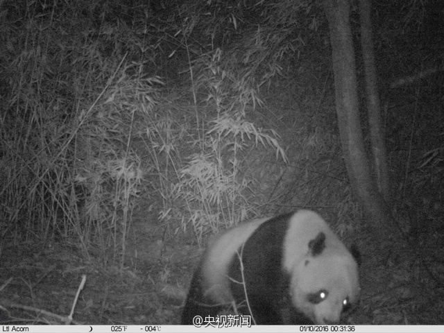 Wild panda spotted in NW China