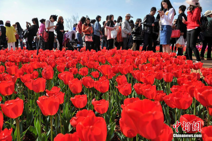 600,000 tulips bloom in Kunming