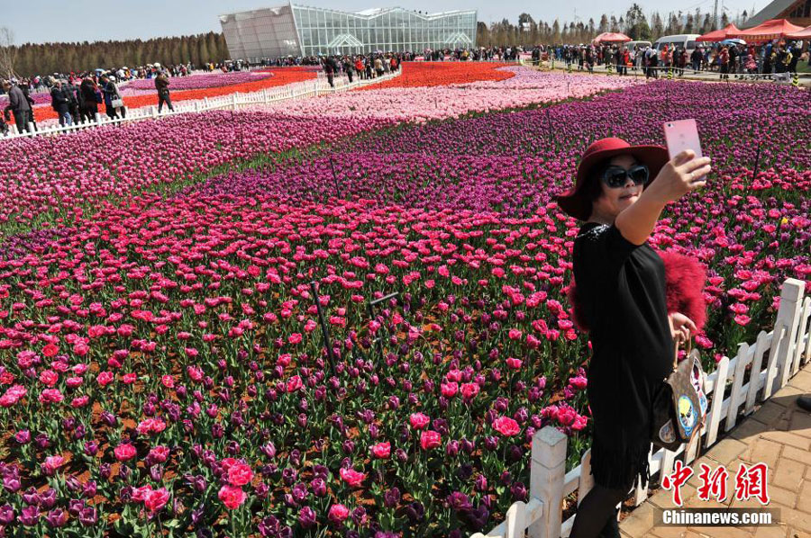 600,000 tulips bloom in Kunming