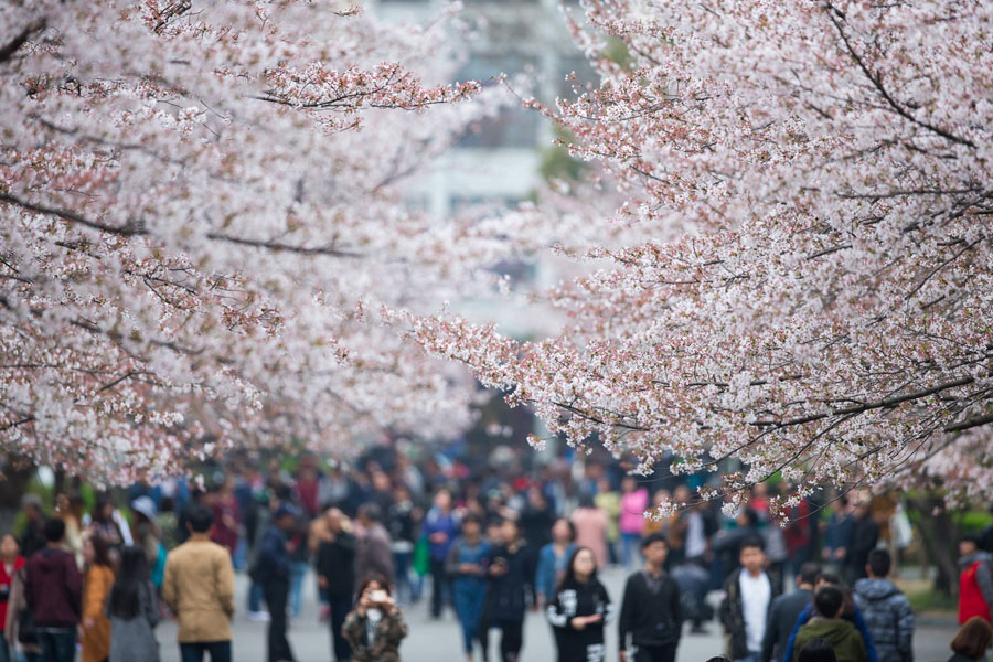 Chasing Spring blossoms in China