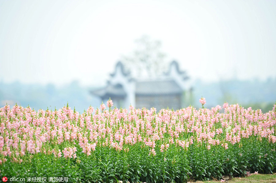 Discover beautiful China in Spring blossom (II)