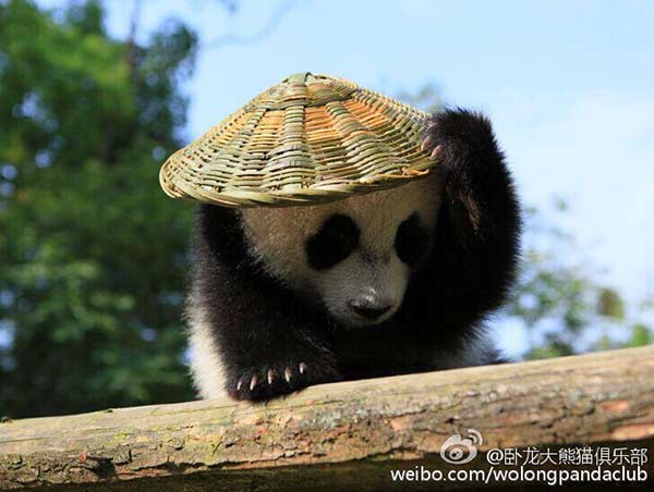 Real 'Kung Fu panda' in SW China
