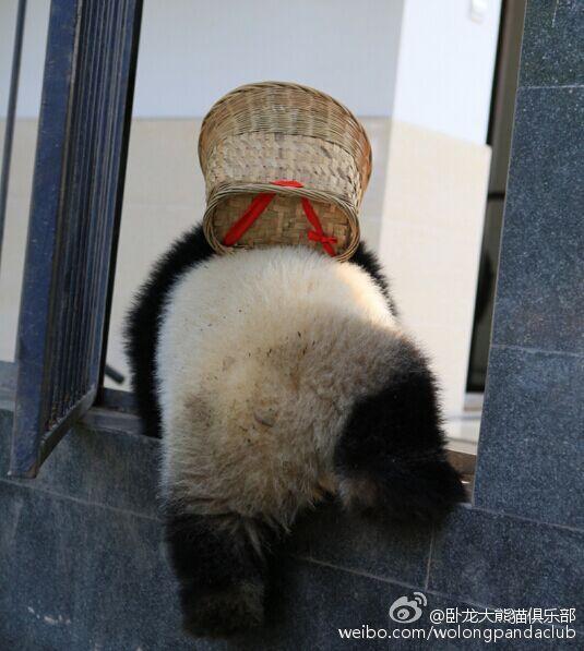 Real 'Kung Fu panda' in SW China