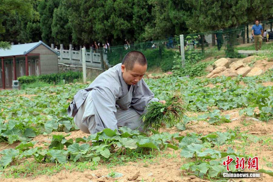'Zen harvest' in Shaolin Temple