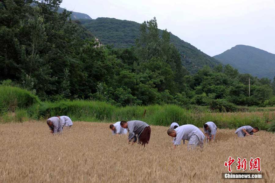 'Zen harvest' in Shaolin Temple
