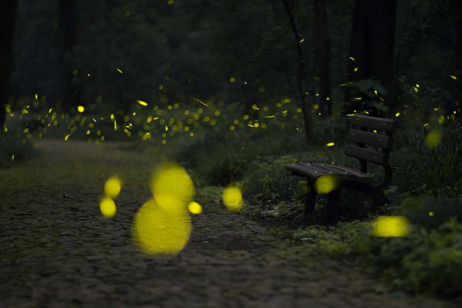 Nanjing's temple offers best view of fireflies