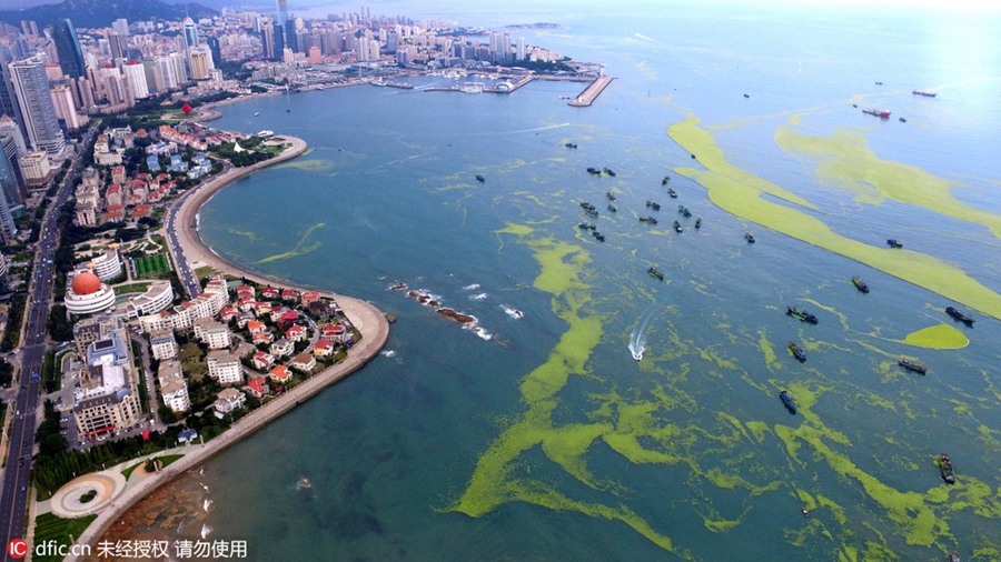 Large amount of sea grass besieges Qingdao
