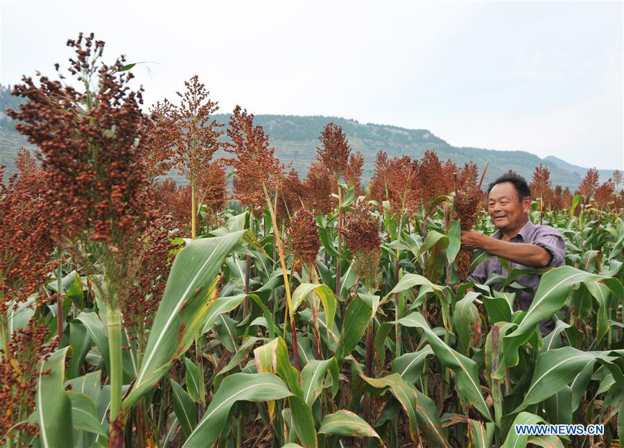Autumn harvest season begins across China