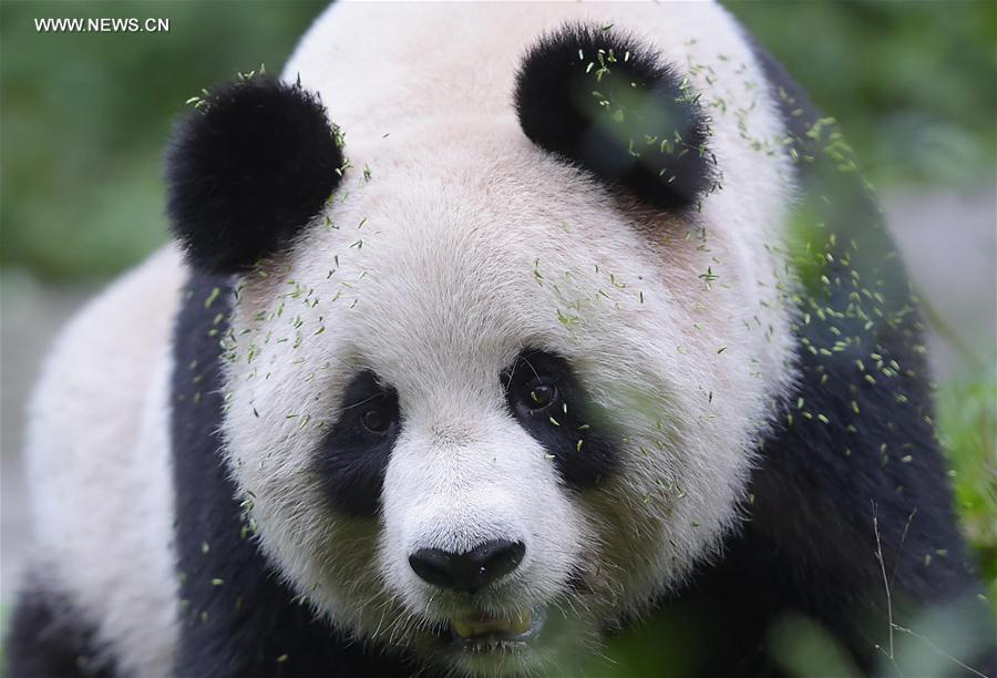 Captive-bred giant pandas return to wild after training