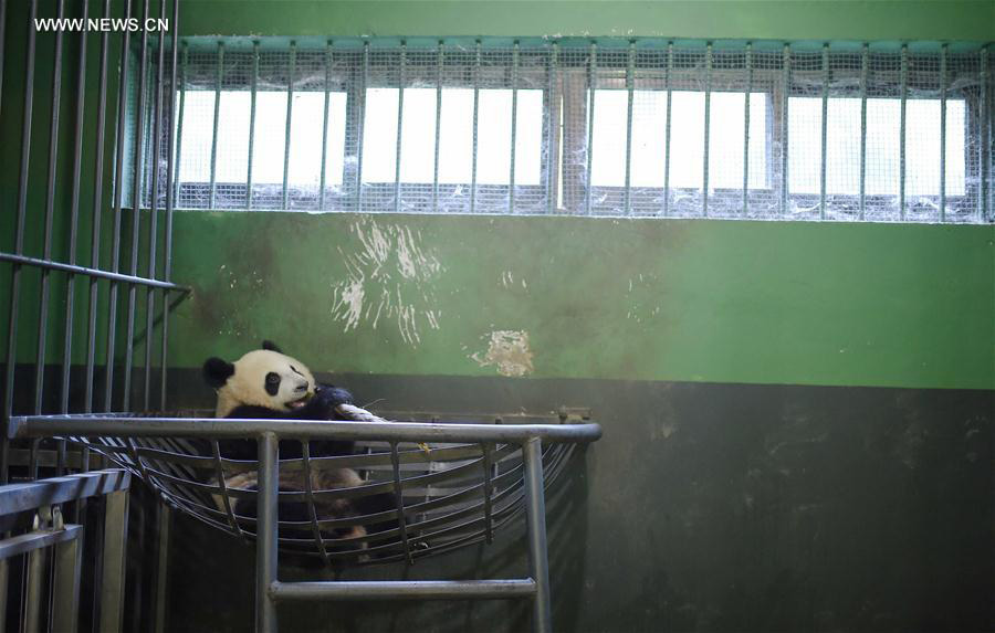 Captive-bred giant pandas return to wild after training