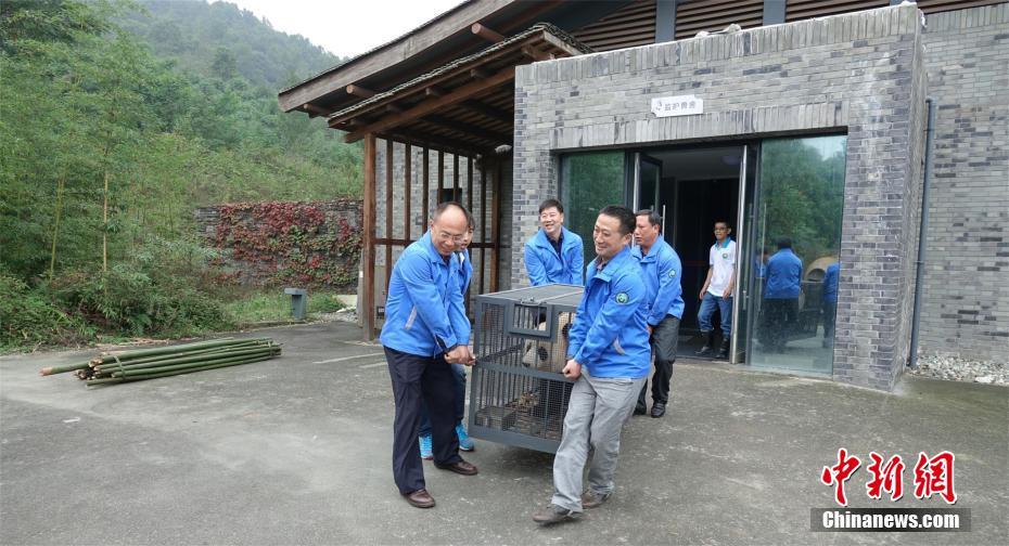 Giant pandas arrive at new residence in Shennongjia Nature Reserve