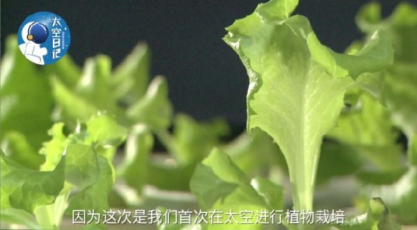 Astronauts grow lettuce in space lab