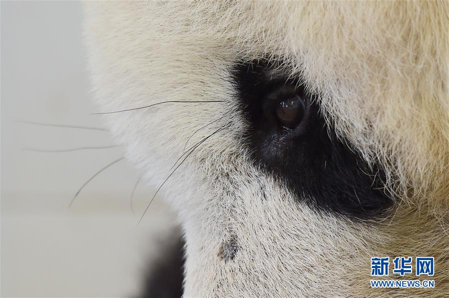 China's giant pandas: Internet sweetheart of 2016