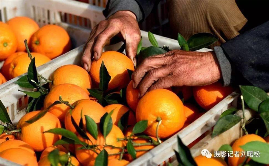 Cableway brings hope to orange farmers
