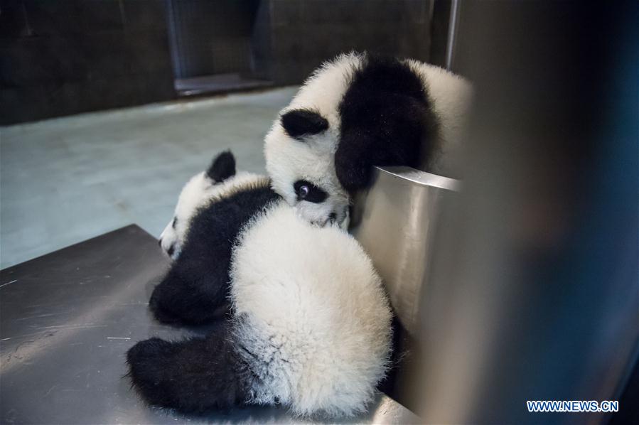 Panda family to meet public in Macao during Spring Festival
