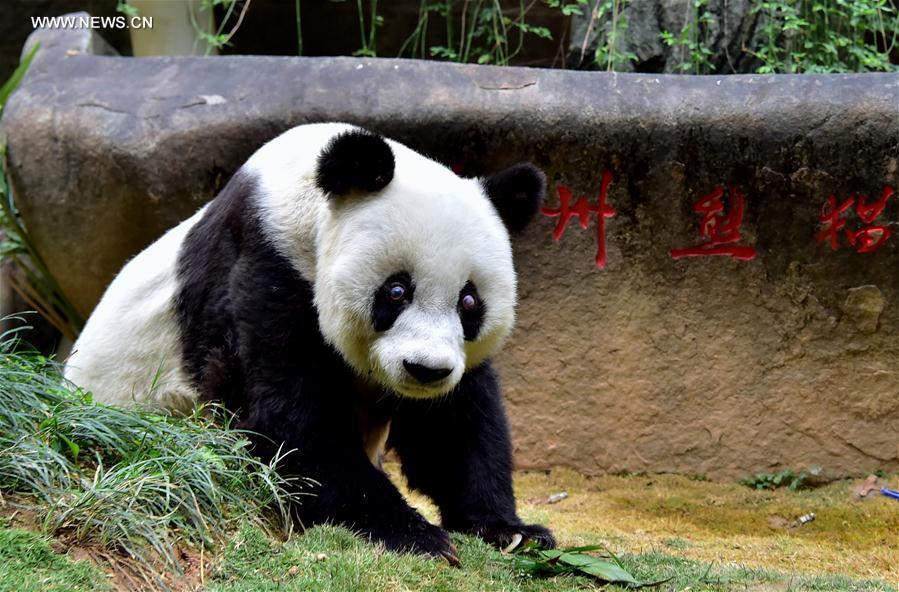 World's eldest giant panda in captivity turns 37 years old