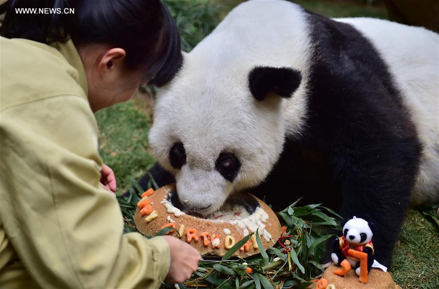 World's eldest giant panda in captivity turns 37 years old