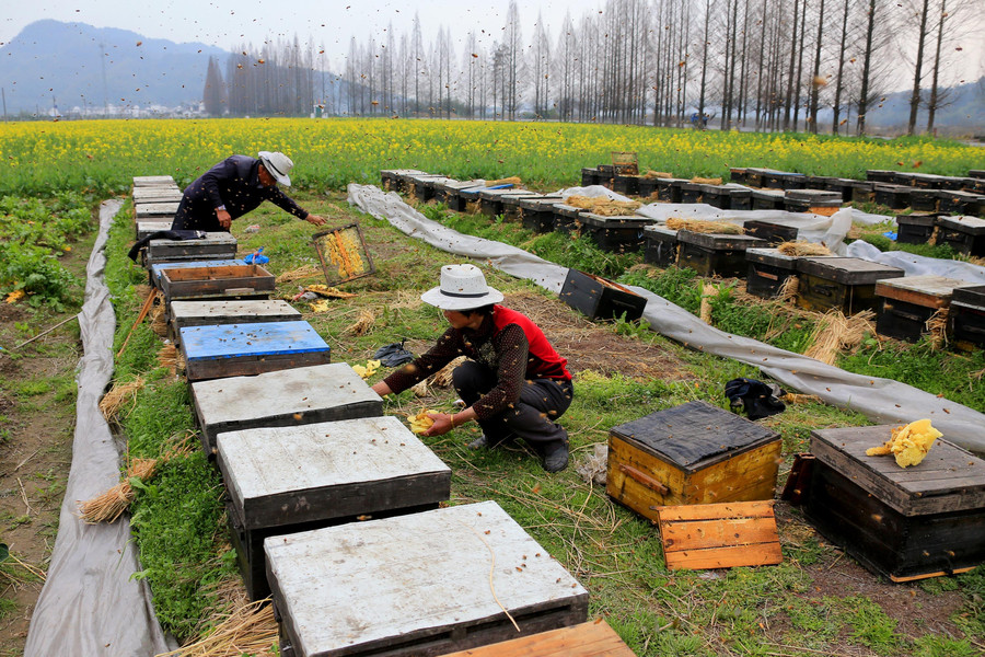 Bee keepers harvest sweetness as spring comes