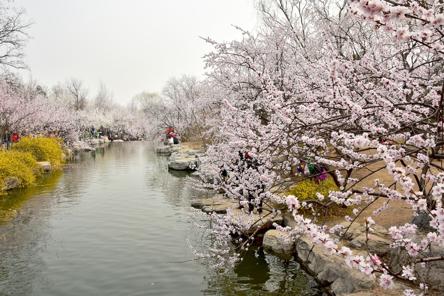 Beijing in bloom: A sea of flowers in spring