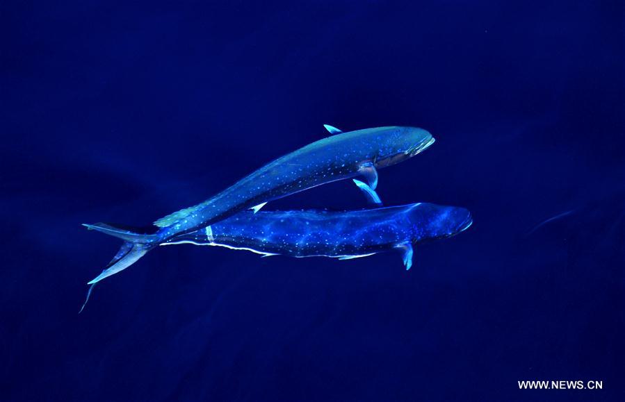 Dolphinfishes photographed in IODP expedition to South China Sea