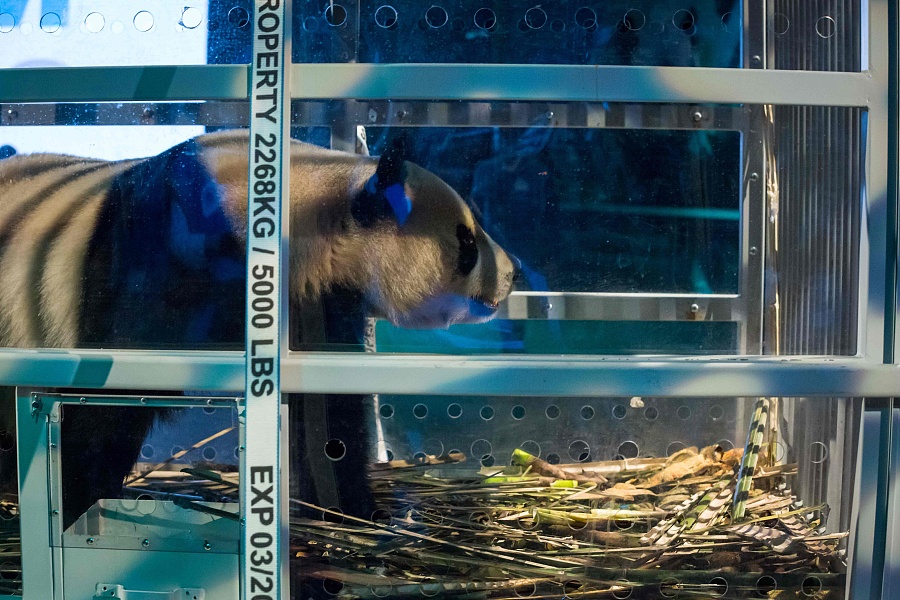 Two pandas from China greeted in Netherlands