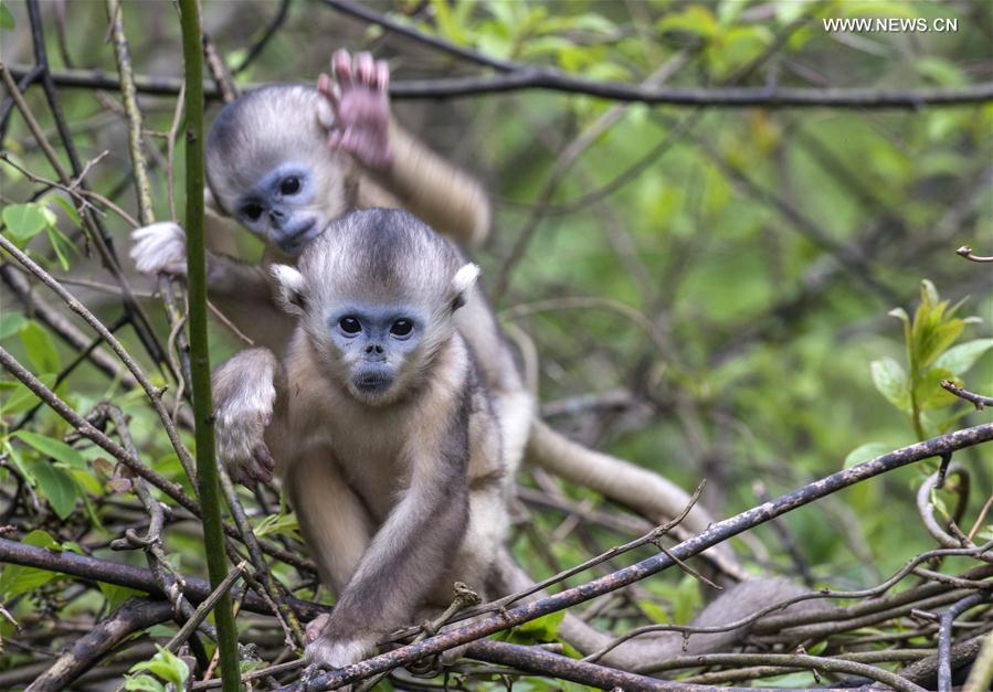 Monkeying around: Baby golden monkeys play in Shennongjia