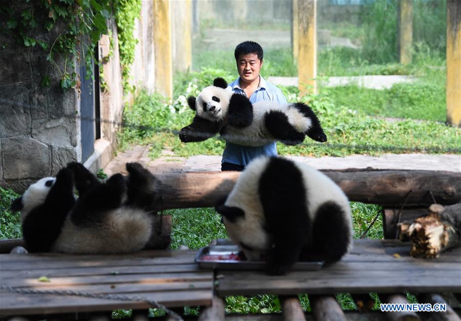 Meet a 'dad of pandas' in Chongqing