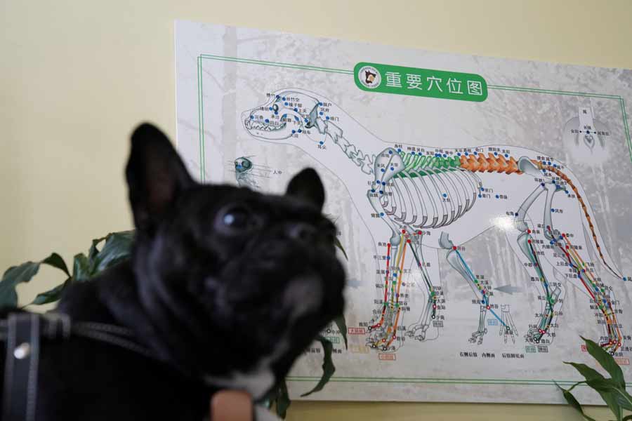 Acupuncture for cats and dogs in China