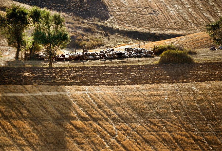 Harvest scenery of wheat fields in China's Xinjiang