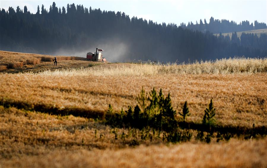 Harvest scenery of wheat fields in China's Xinjiang